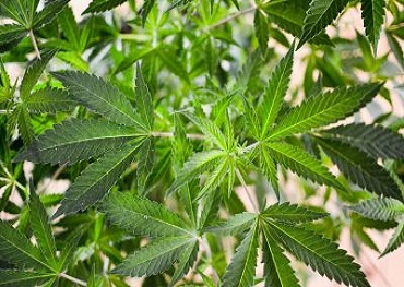 congres progressieve caucus roept For legalisatie van marihuana in de eerste zes maanden Of 2021 