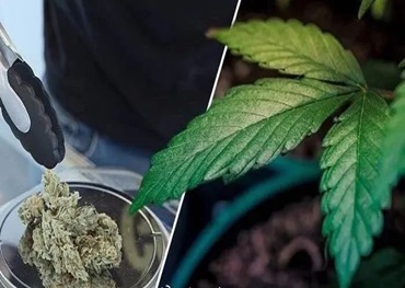 Experts voorspellen de transformatie van de cannabisindustrie in 2024