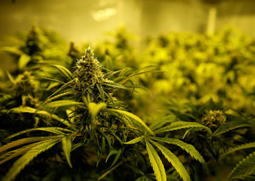 golf van Europese cannabisbedrijven om in 2020 op de lijst te zetten, zegt analist