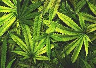 Minnesota gaat beginnen met het uitvoeren van tests op cannabis langs de weg
    