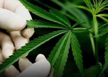 Een andere staat in de Verenigde Staten die marihuana legaliseerde, Minnesota werd de 23e staat die het gebruik van marihuana door volwassenen legaliseerde
    