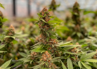 Verhoog de THC-limiet voor eetbare cannabisproducten en versoepel de verpakkingsregels, adviseert het Competition Bureau