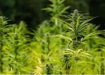 The British government is encouraging farmers to grow cannabis and plans to change the licensing of industrial cannabis