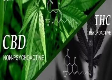 De FDA van de Verenigde Staten heeft het onderzoek naar cannabis van de afgelopen 50 jaar beoordeeld en het toekomstige onderzoek naar cannabisderivaten en CBD opnieuw onderzocht en geëvalueerd.
    