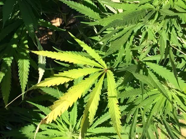 Marihuana stelt het wetsvoorstel ter discussie dat terugkomt op de algemene vergadering van TN